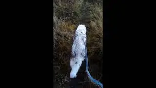 2020-12-02 Older Dog Back Leg Weakness: Sky Forest Walk