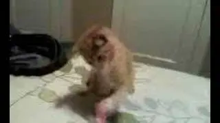 kitty attacks electic toothbrush