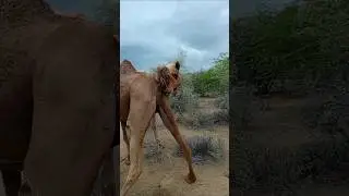 Camel pregnant testing#animals #uae #desertadventures #camel