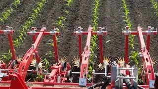 Einbock Chopstar cultivator and Row Guard on organic corn