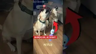 Dogs Singing Duet for Halloween! 🎃 Two Pups AWOO Like Wolves! #shorts #shortsviral #pets #animals