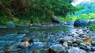 RELAXING SOUNDS FOR SLEEPING | BEAUTIFUL FLOWING STREAM IN NATURE FOR RELAXATION & MEDITATION #61