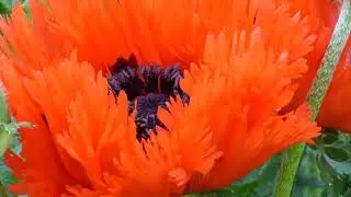 Oriental poppy - Papaver orientale -  T&uuml;rkenlouis - Tyrkjas&oacute;l - Risavalm&uacute;i - Valm&uacute;ar