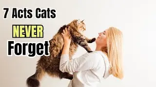 7 Loving Habits That Prove You&rsquo;re Your Cat&rsquo;s Favorite Human 💕🐱