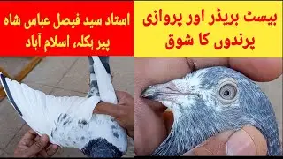 Breeder High Flyer Pigeons of Ostad Syed Faisal Abbas Shah, Peer Hakla, Islamabad