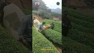 Tea Leaf Harvesting Machine