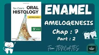 Enamel [Amelogenesis]  chapter: 7 part:2 from Tencates with notes. #medentalinsight