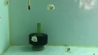 Discus Fry one month