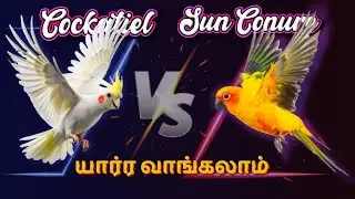Cockatiel vs Sun Conure 🦜 | Best Pet Bird for Beginners? Personality, Care, Noise & Cost Explained!