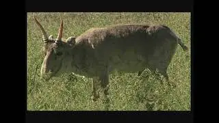 Антилопа сайга -Saiga tatarica - Сайга татарська - Saiga antelope