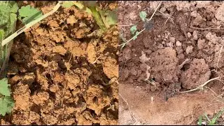 Dawn Dish Washing Liquid for Controlling Fire Ants Follow Up