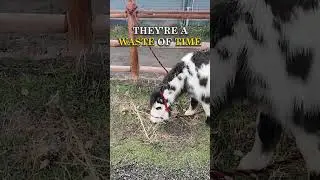 Why I Bought a Deaf Miniature Horse