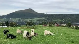 Nofence virtual fence in action. Goats