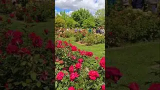 Blooming Paradise at McKinley Rose Garden | Sacramento&rsquo;s Hidden Floral Gem!