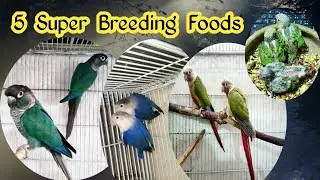 5 Super Breeding Foods For All Bird