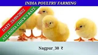 29/09/2022 All india chicks Rate #indpoultry