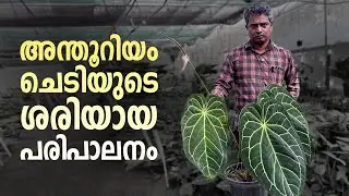 Anthurium Plant Care and Potting Method | Interesting Fact about Anthurium (Malayalam)