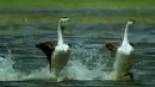 Western Grebe birds walking on water
