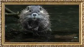 Ugly Swamp Aesthetic | Moody TV Gallery Wallpaper Frame