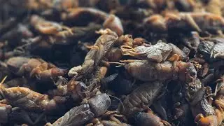 CAMARO AND SILK WORM #viral #food #foodie #amazing #exotic 