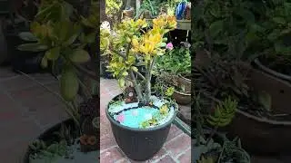 PRETTY PLANTS || SUCCULENT ARRANGEMENTS || FAIRY GARDEN 🪴