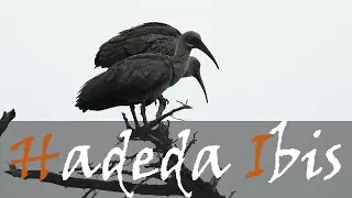 Hadeda Ibis (Bostrychia hagedash) Bird Call Video | Hadeda Screech | Birding | Stories Of The Kruger