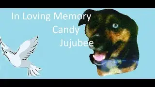 In loving memory, if you didn't know our pet channel is ClowderThePack Candy earns her halo.
