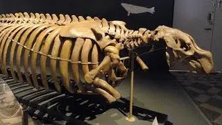 The Tragic Extinction of the Stellar Sea Cow