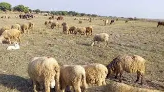 cows, sheep lambs grazing and bell sounds|animals bells sounds| village animals video| karori vlog