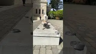 My Dogs Playing with CoconutRiceBear!
