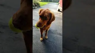 who let the Casey Dog out