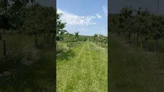 Cherry #farm #fruits#summer #michigan