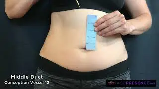 Conception Vessel 12 | Middle Duct | AcuPresence&reg; Point Location Series