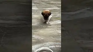 Paw-tapping Pup&lsquo;s Food Prayer #puppy #dog #animals
