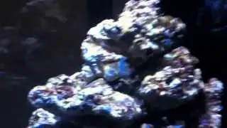 Aqua Medic Cubicus