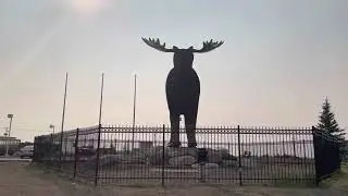 Mac The Moose