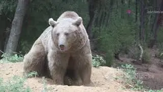 Croatia's Wild Wonders  Top 5 Animals