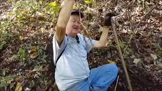 GP's  Giant Ginseng 5 Prong oct 2017