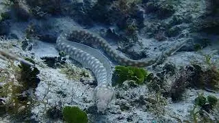Myrichthys breviceps, the sharptail snake-eel