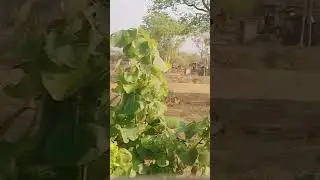 uttar Pradesh state borders entrances houses and roads ❤️❤️🙂🙂