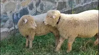 Kashmiri Sheep videos / corriedale sheep / black nose sheep / texel sheeps / Merino sheep 