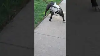 Joker is trippin!