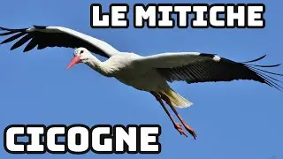 La stupenda e mitica Cicogna!