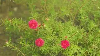Lluvia Suave en Flores del Bosque | Naturaleza Relajante 4K &ndash; Video Official