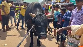 রংপুরের রাজা বাবু চাওয়া দাম বিশ লাখ টাকা খুবই লক্ষী একটি গরু মাশাল্লাহ ভিডিও দেখলে বুঝতে পারবেন?