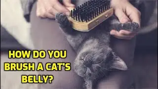 Как расчесать живот кошке (5 простых шагов)
