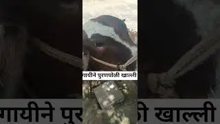 cow is symbol of Hinduism #viral #nature #farmer #love #music #holycow