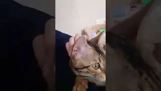 котик💖💖💗