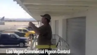 Las Vegas Commercial Pigeon Control - Pigeons Be Gone