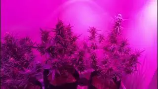 Alaskan purple auto flowers day 64 from seed.